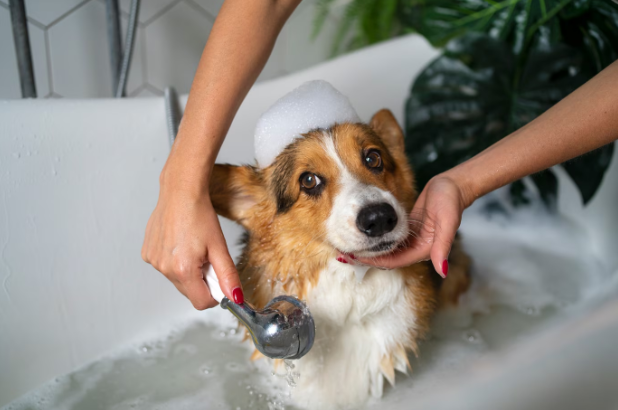 How to Choose the Right Grooming Products for Your Pet’s Fur Type