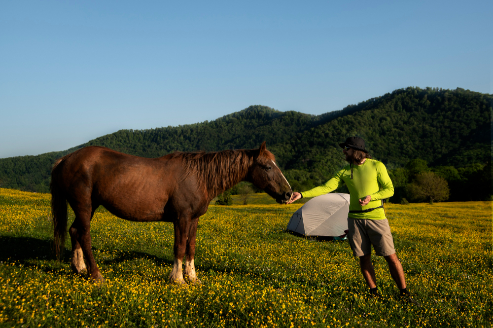 equine supplements