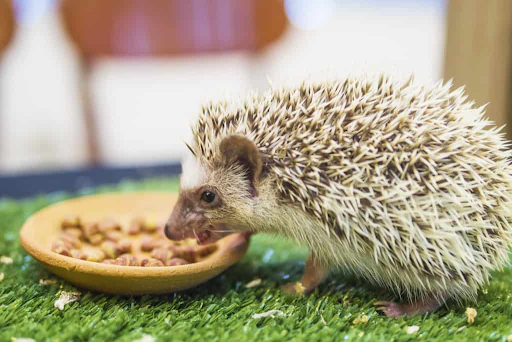 The Essential Guide to Dry Dog Food for Hedgehog: What You Need to Know